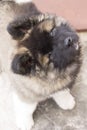 Curious playful puppy - ready to play Royalty Free Stock Photo