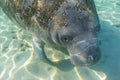 A Curious and Playful West Indian Manatee Royalty Free Stock Photo