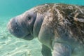 West Indian Manatee Approaches the Camera