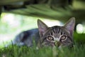 Curious, playful, young cat, cat lying in the grass and looking through the grass.