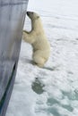 Polar Bear springing on ship\'s hull, Svalbard Archipelago, Norway