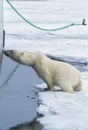 Polar Bear springing on ship\'s hull, Svalbard Archipelago, Norway