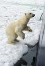 Polar Bear springing on ship\'s hull, Svalbard Archipelago, Norway