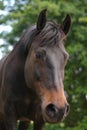 Curious pony Royalty Free Stock Photo