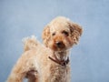 A curious Poodle with a fluffy coat looks off to the side, against a serene blue