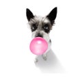 Dog chewing bubble gum Royalty Free Stock Photo