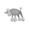 Curious poodle standing with raised tail isolated on white background. Small dog with gray curly hair. Flat vector