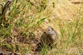 Curious Prairie Dog in Yellowstone National Park Royalty Free Stock Photo