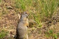 Curious Prairie Dog in Yellowstone National Park Royalty Free Stock Photo