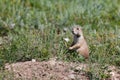 Curious Prairie Dog