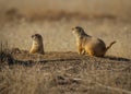 Curious Prairie Dogs watch for trouble from the entrance to their underground home