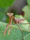 praying mantis on green leaf closeup macro Royalty Free Stock Photo