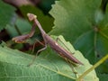 praying mantis on green leaf closeup macro Royalty Free Stock Photo