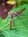 praying mantis on green leaf closeup macro Royalty Free Stock Photo