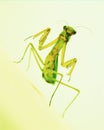 Curious praying mantis on yellow green background. Closeup, selective focus