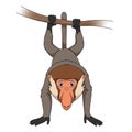 Curious proboscis monkey character playfully hanging upside down by its tail from a branch Royalty Free Stock Photo
