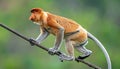Curious proboscis monkey with distinctive nose climbs on a thick wire outdoors Royalty Free Stock Photo