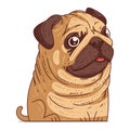 A Curious Pug, isolated vector illustration. Funny cartoon picture of a dog looking at something with interest. Funny pug sticker