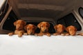Curious puppies Royalty Free Stock Photo