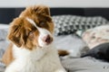 Curious puppy of australian shepherd