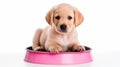 Curious puppy with food bowl on white background, perfect for text placement and design creativity