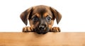 Curious puppy hiding behind empty board on white background