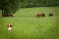 Curious puppy with horses on a meadow.