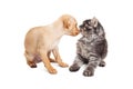 Curious Puppy and Kitten Meeting Royalty Free Stock Photo