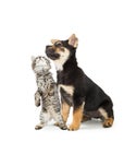 Curious Puppy and Kitten Together Looking Up Royalty Free Stock Photo