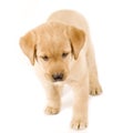 Curious Puppy Labrador retriever Royalty Free Stock Photo