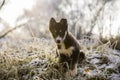 Curious puppy is seating on the frozen grass