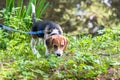 A curious puppy watching a peaceful summer landscape. Tricolor Beagle puppy on a walk along the pond in the city Park. Royalty Free Stock Photo