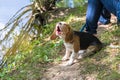A curious puppy watching a peaceful summer landscape. Tricolor Beagle puppy on a walk along the pond in the city Park. Royalty Free Stock Photo