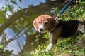 A curious puppy watching a peaceful summer landscape. Tricolor Beagle puppy on a walk along the pond in the city Park. Royalty Free Stock Photo