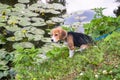 A curious puppy watching a peaceful summer landscape. Tricolor Beagle puppy on a walk along the pond in the city Park. Royalty Free Stock Photo