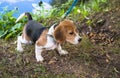 A curious puppy watching a peaceful summer landscape. Tricolor Beagle puppy on a walk along the pond in the city Park.