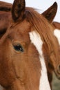 Curious quarter horse head closeup