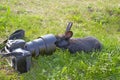 Curious rabbit and the camera Royalty Free Stock Photo