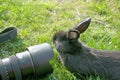 Curious rabbit and the camera Royalty Free Stock Photo