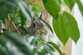 Curious rabbit peeking through lush green leaves