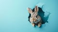 Curious Rabbit Peeking Through a Torn Blue Paper Wall. Generative ai