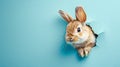 Curious Rabbit Peeking Through a Torn Blue Paper Wall. Generative ai Royalty Free Stock Photo