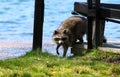 Curious raccon on Toronto Island / Canada