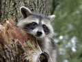 Curious Raccoon Royalty Free Stock Photo