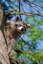 Curious Raccoon Royalty Free Stock Photo