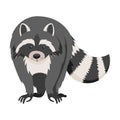 Curious Raccoon Animal with Dexterous Front Paws Walking Vector Illustration Royalty Free Stock Photo