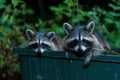 Curious Raccoon Duo at Night