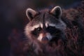 Curious raccoon peeking out from forest shrubs at dusk Royalty Free Stock Photo