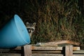 Curious raccoon peeking behind blue bucket Royalty Free Stock Photo
