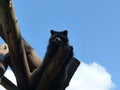 Curious raccoon peering over the top of a wooden branch in its enclosure